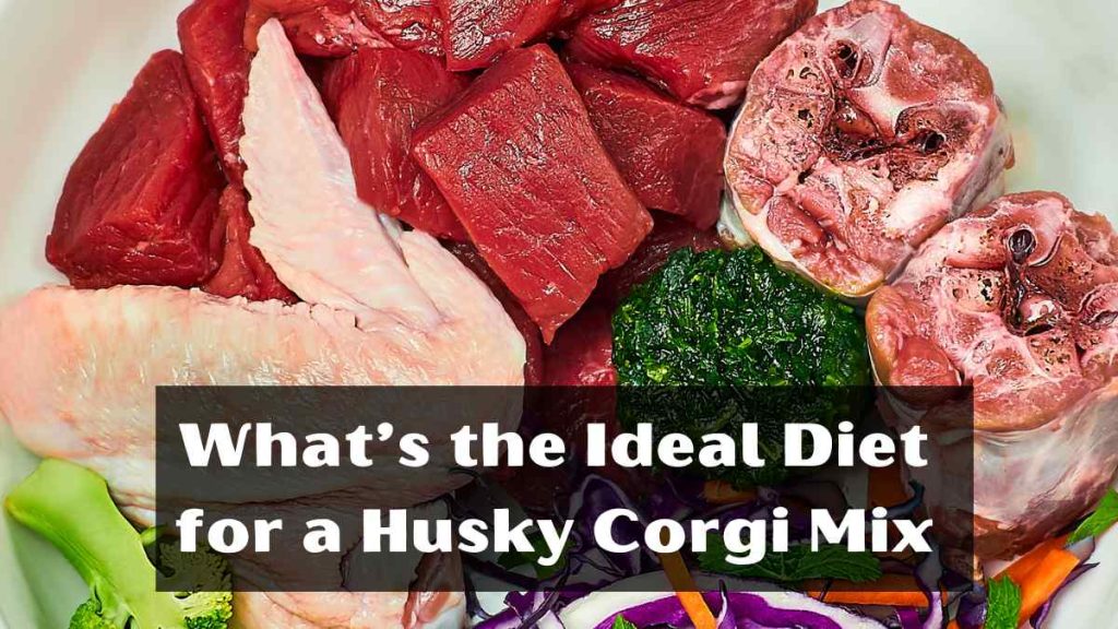 What’s the Ideal Diet for a Husky Corgi Mix