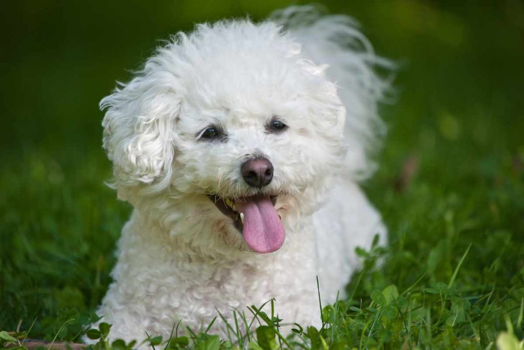 Bichon Corgi Mix