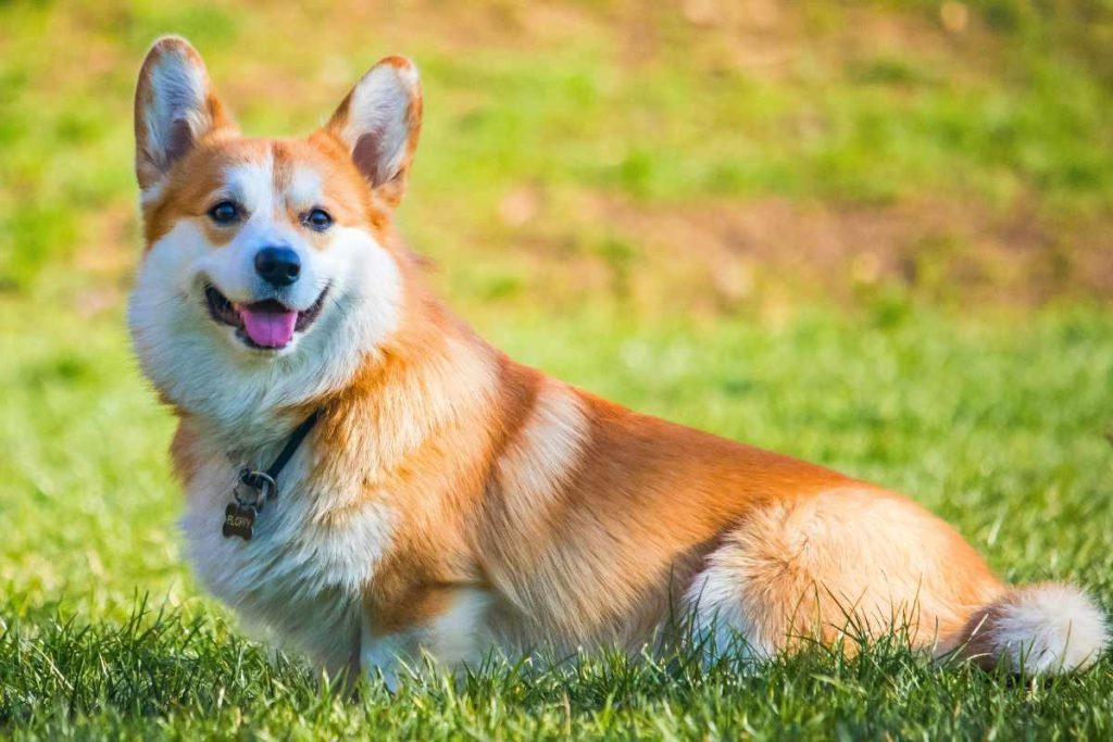 Bichon Corgi Mix