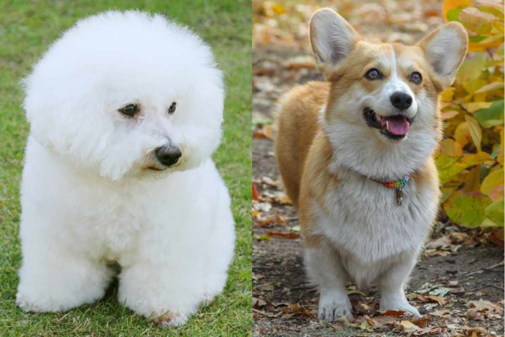 Bichon Corgi Mix