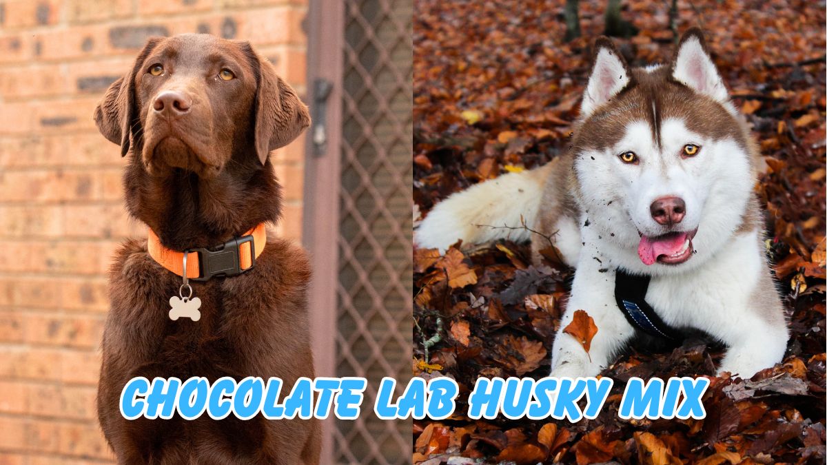 Chocolate Lab Husky Mix