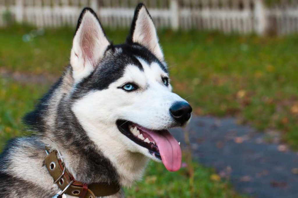 Frenchie Husky Mix