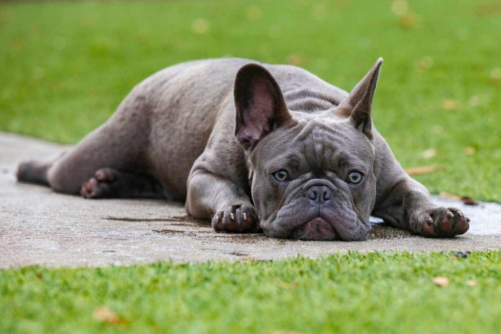 Frenchie Husky Mix