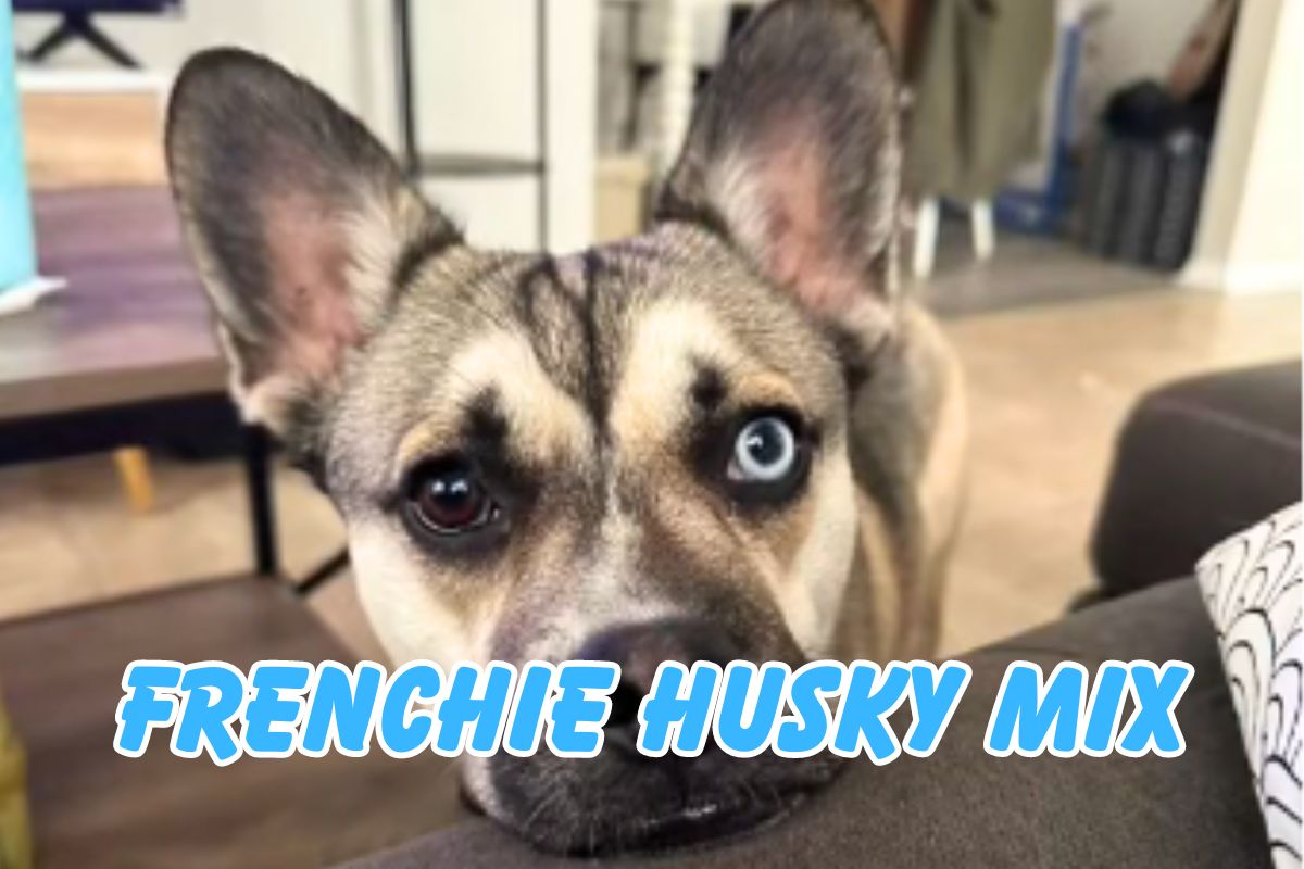 Frenchie Husky Mix