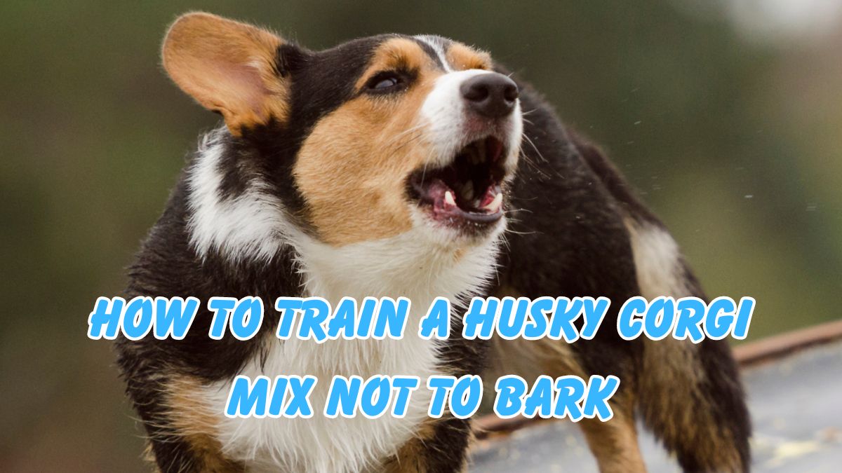 How to Train a Husky Corgi Mix Not to Bark