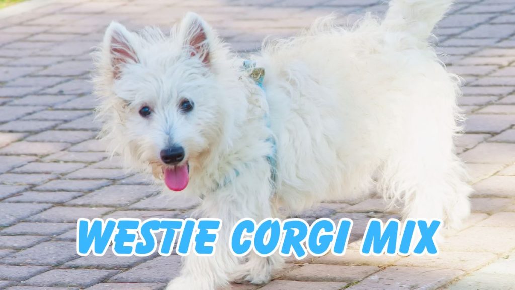 Westie Corgi Mix