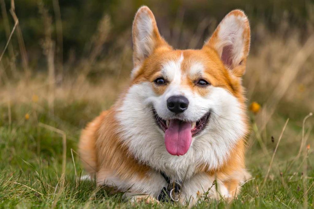 Westie Corgi Mix