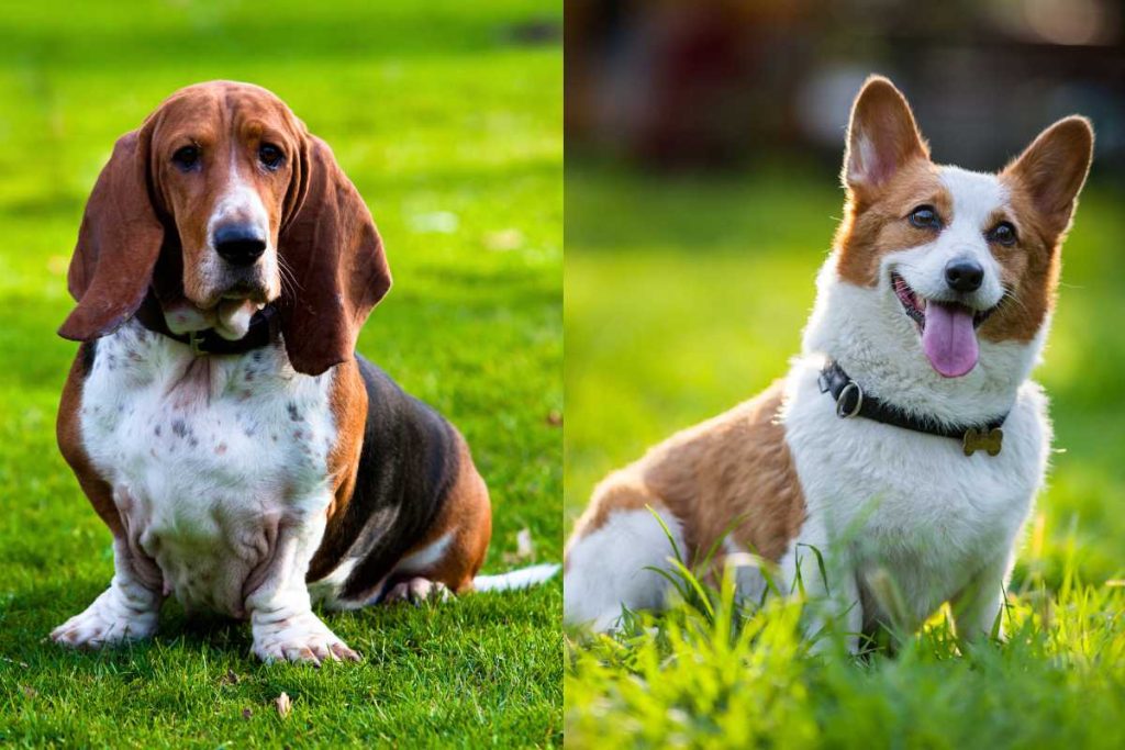 Basset Hound Corgi Mix