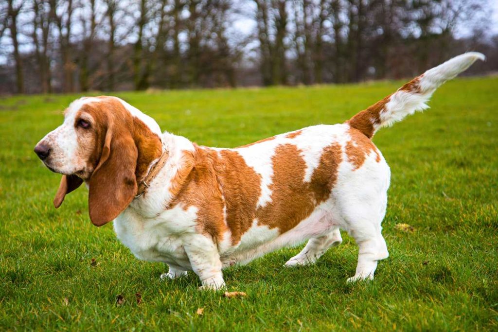 Basset Hound Corgi Mix