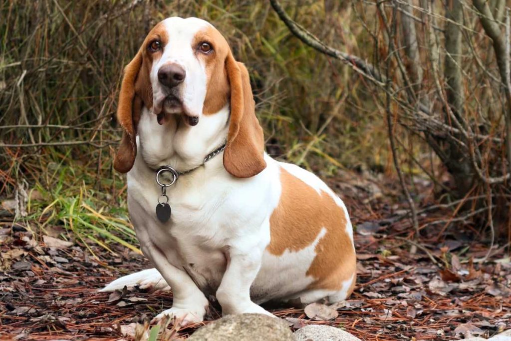 Basset Hound Corgi Mix