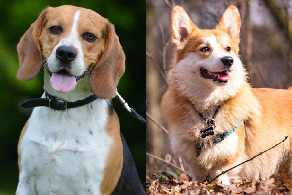 Beagle Corgi mix