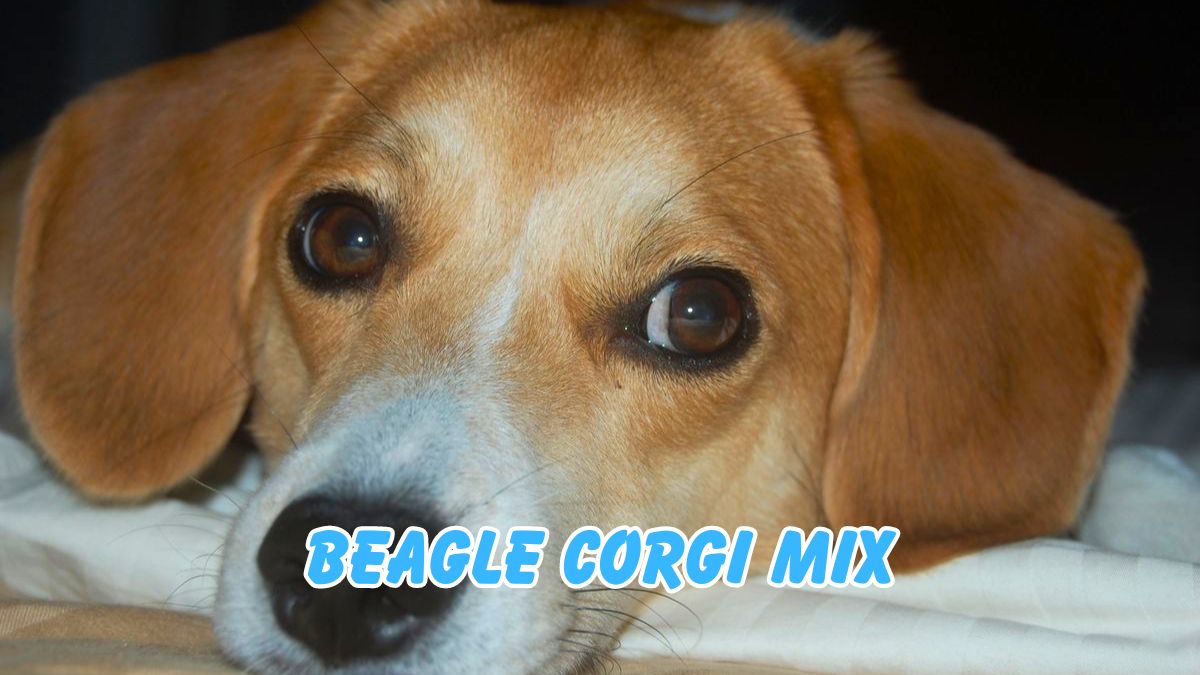 Beagle Corgi mix