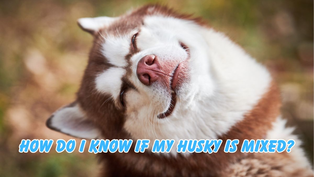 Is My Husky Mixed