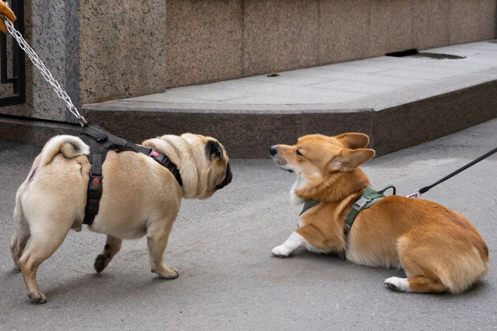 Pug Corgi Mix