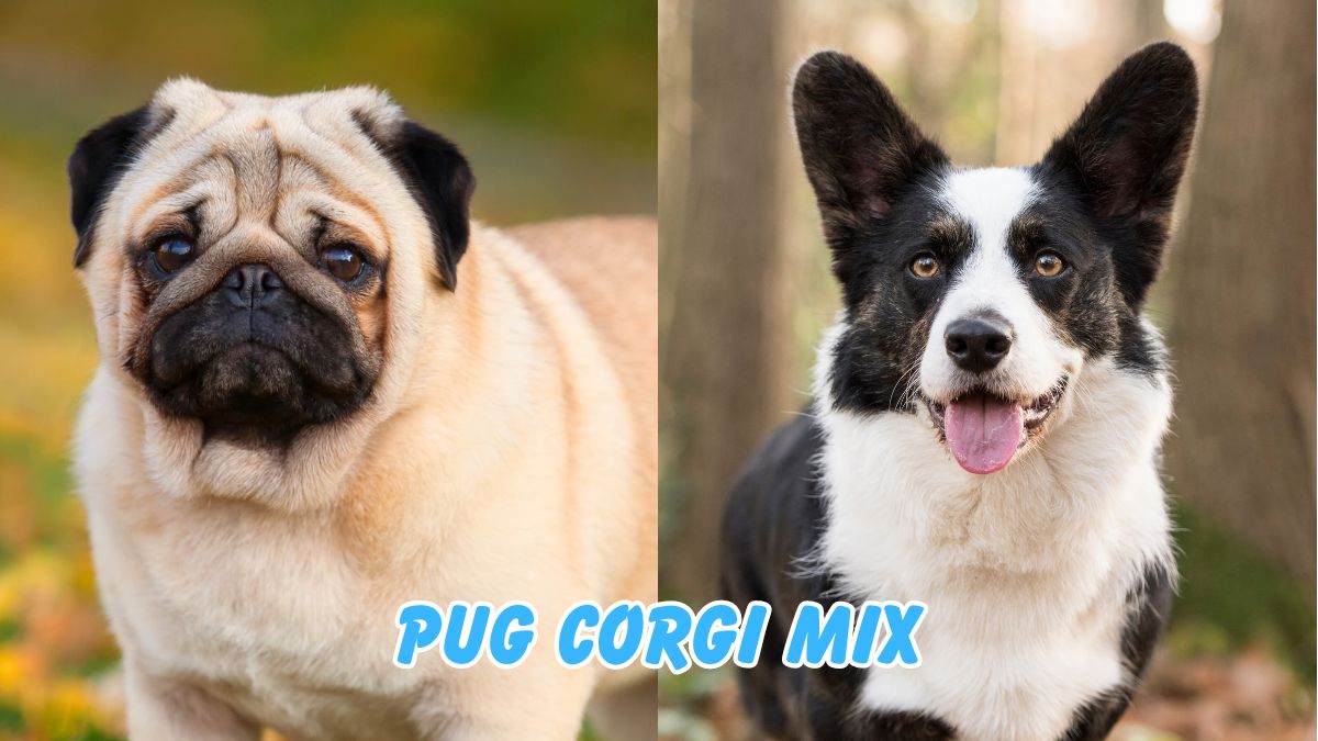 Pug Corgi Mix