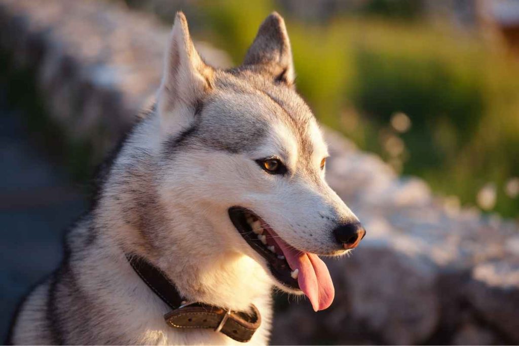 What is the Best Breed to Mix with a Husky