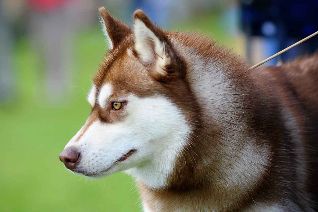 What is the Best Breed to Mix with a Husky