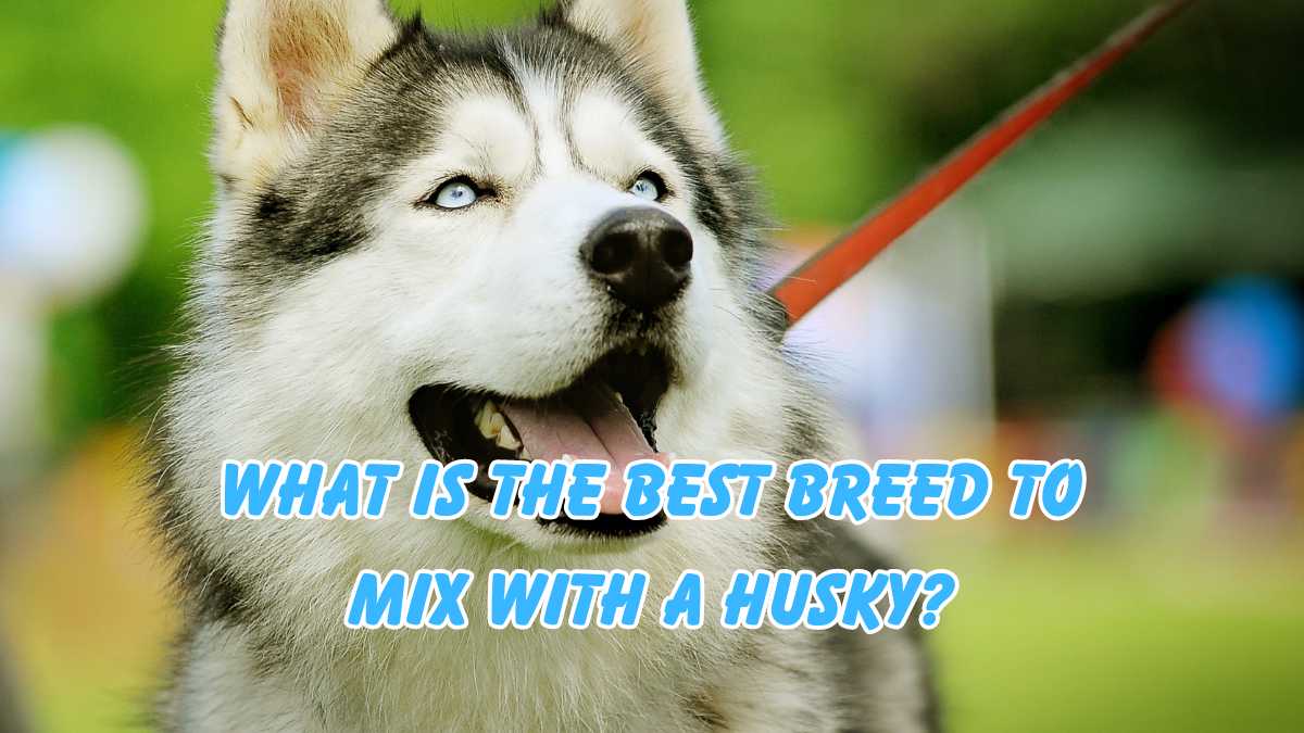 What is the Best Breed to Mix with a Husky